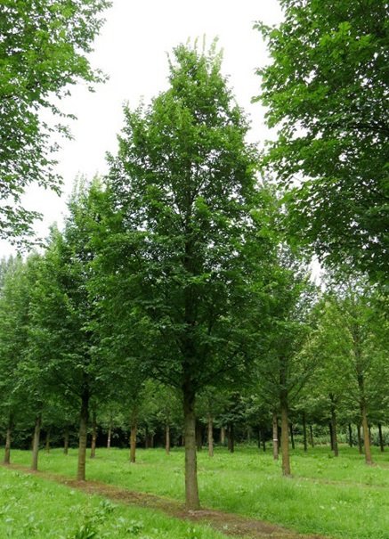 Rij groene bomen op groen veld tegen een grijze lucht